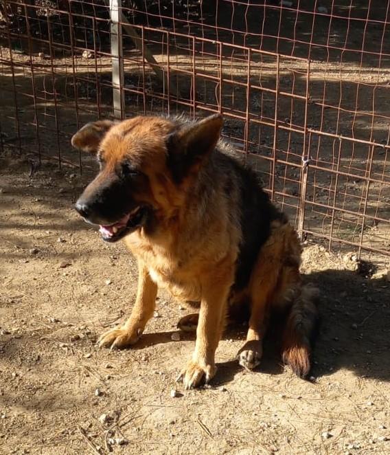 Graziella, lupacchiotta dagli occhi tristi Foto 5